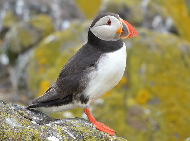 Puffin