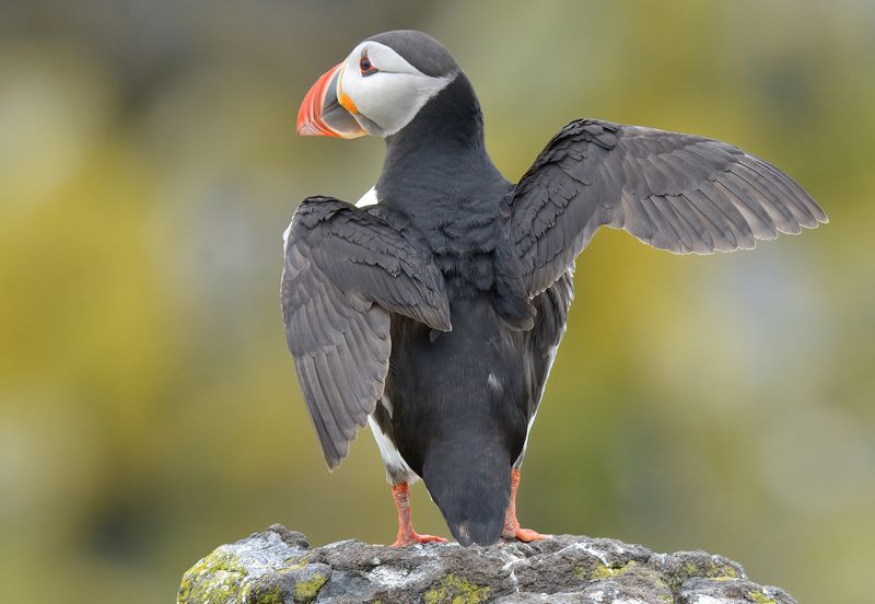 Puffin