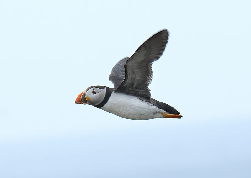 Puffin