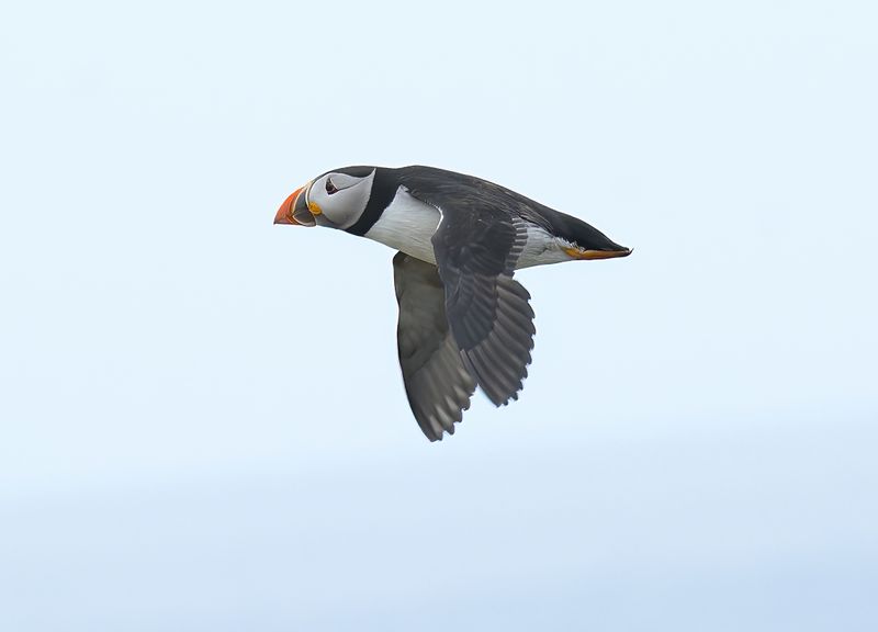 Puffin