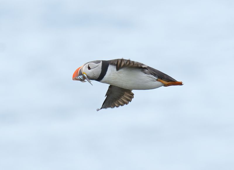 Puffin