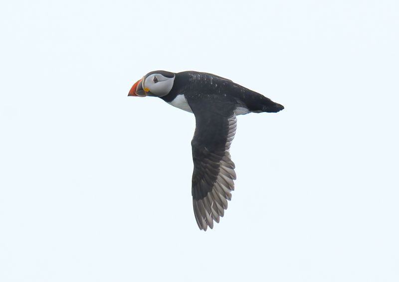 Puffin