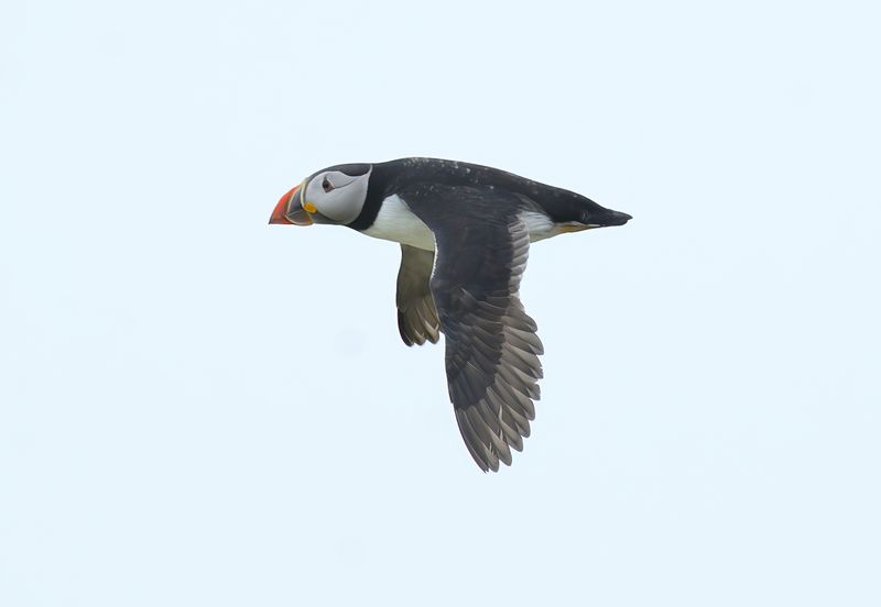 Puffin
