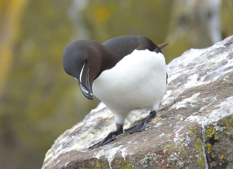 Razorbill