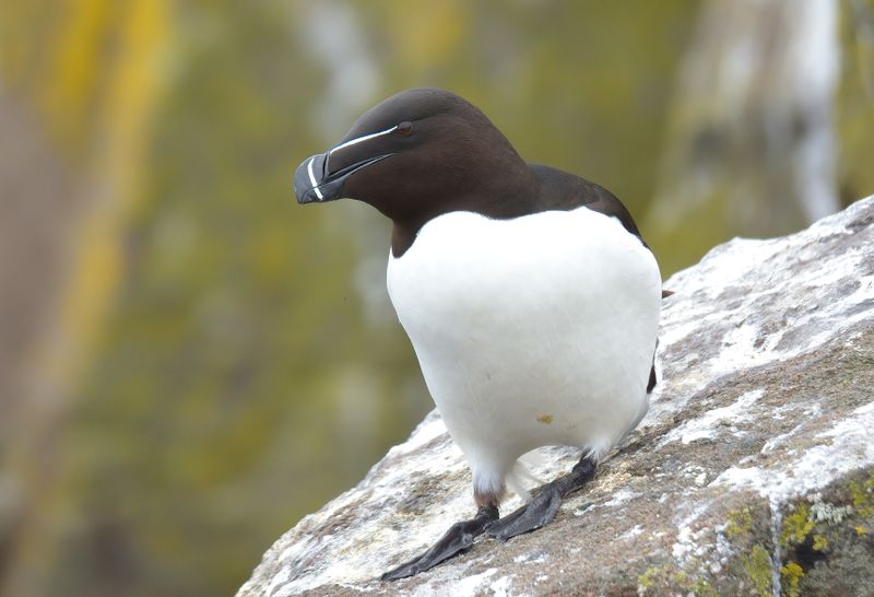 Razorbill