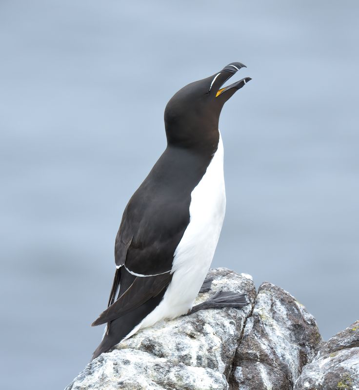Razorbill