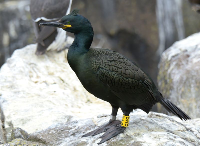 Shag
