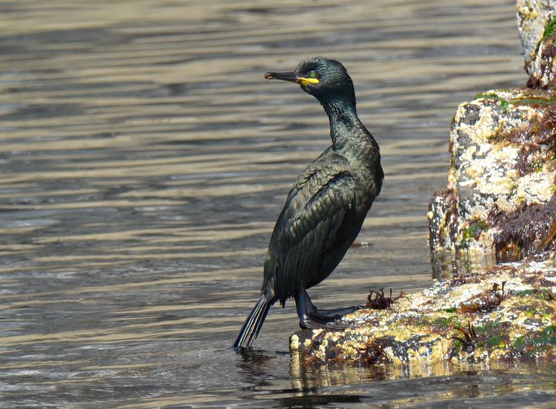 Shag