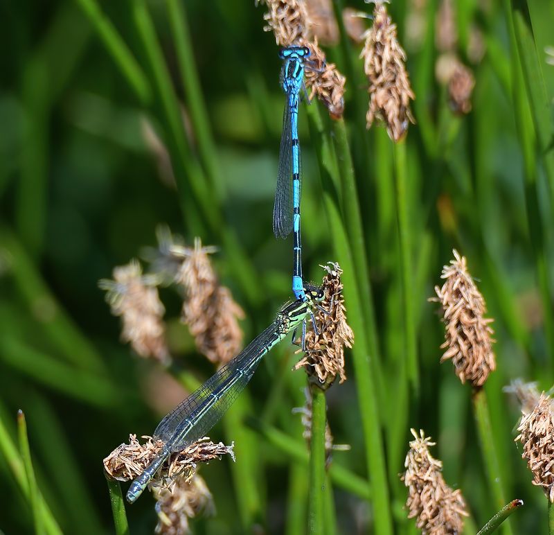 Azure Damselfly