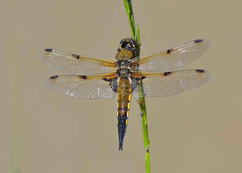 Four-spotted Chaser
