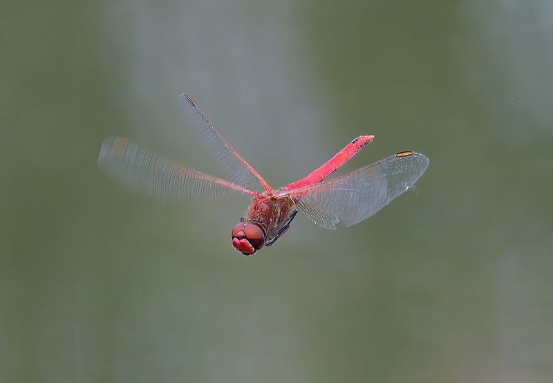 Red-veined Darter