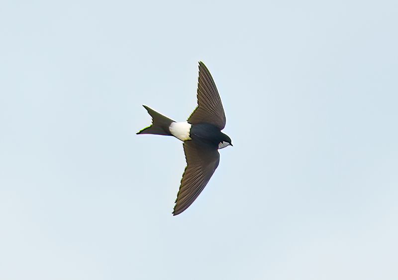 House Martin