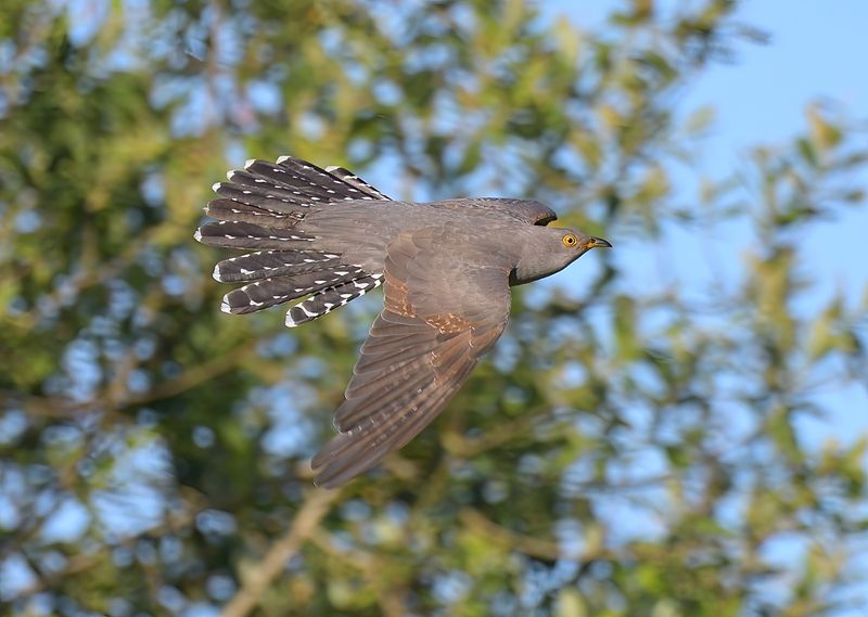 Cuckoo