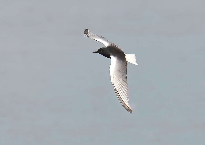 White-winged Black Tern