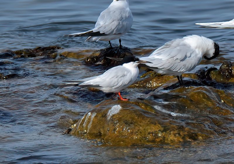 Roseate Tern