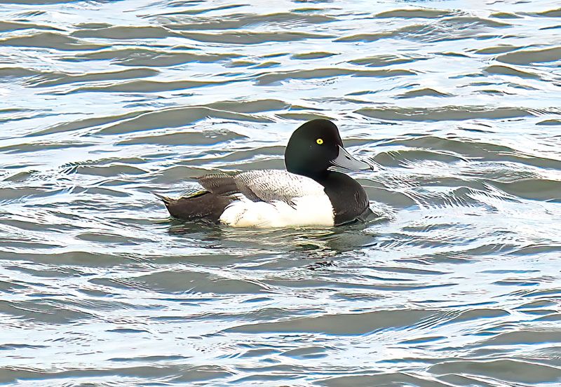Scaup