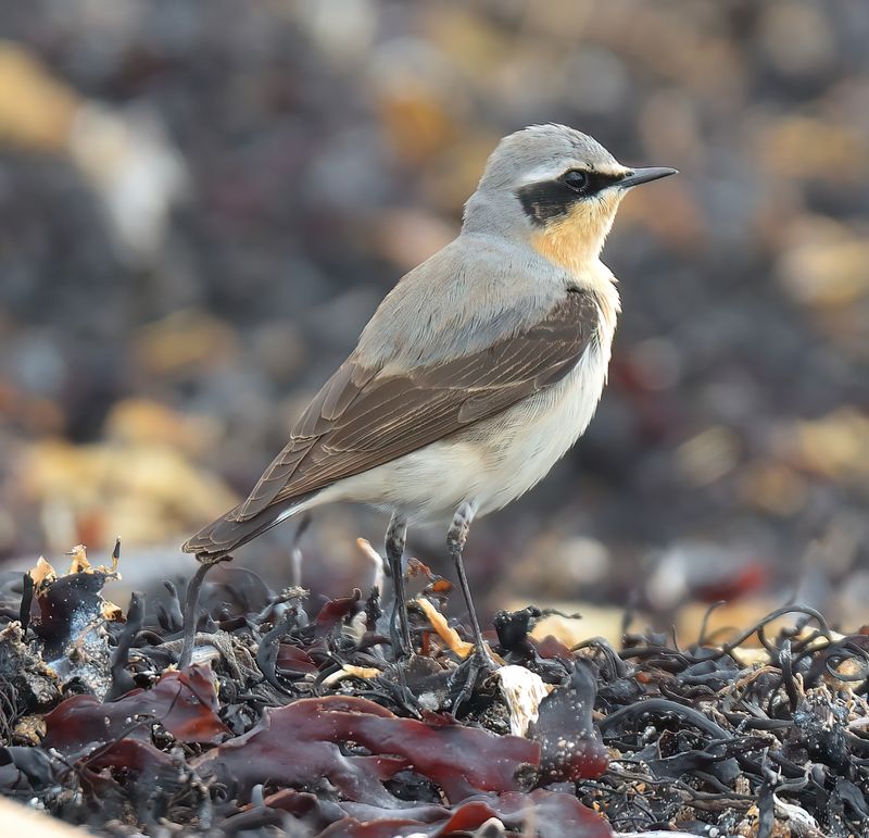 Wheatear 