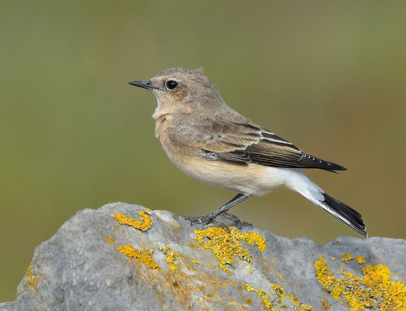 Black-eared Wheatear 