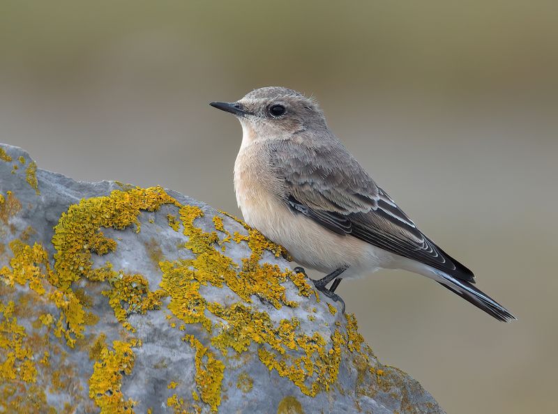 Black-eared Wheatear 