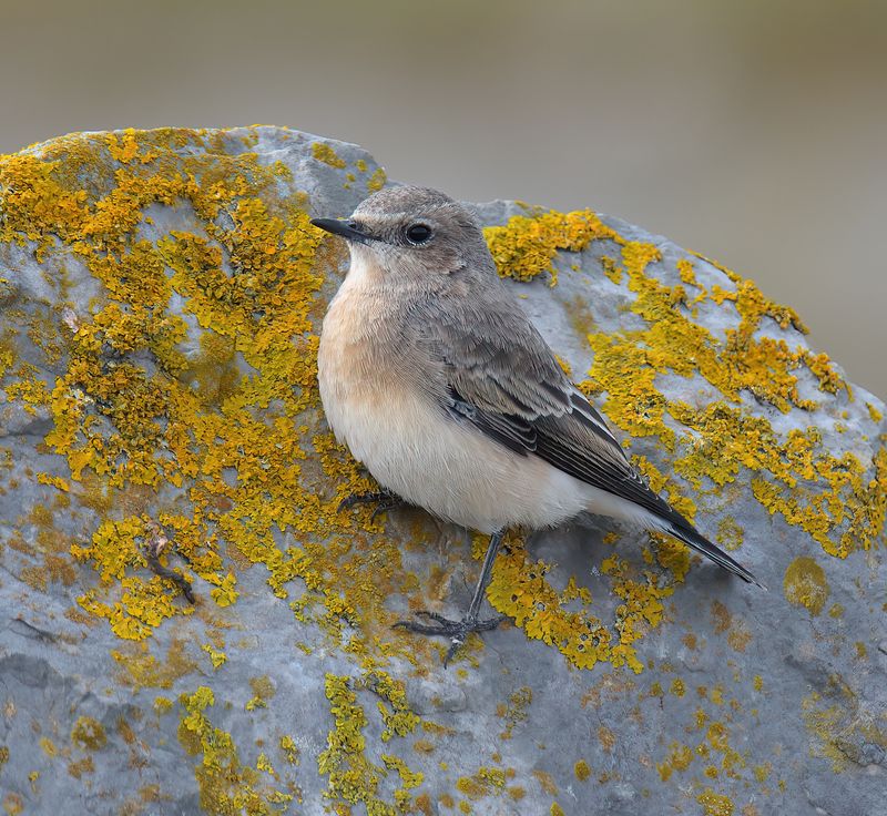 Black-eared Wheatear