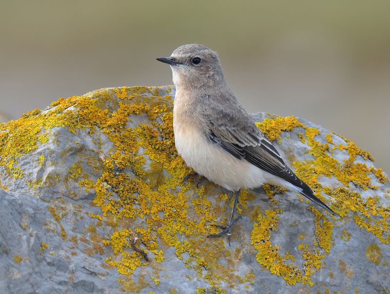 Black-eared Wheatear 