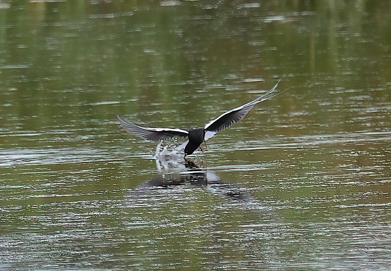 White-winged Black Tern 