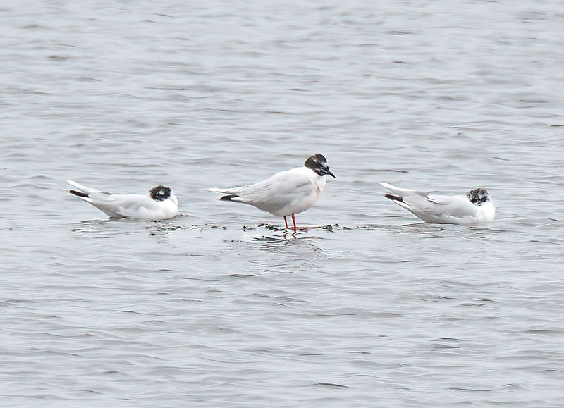 Little Gull