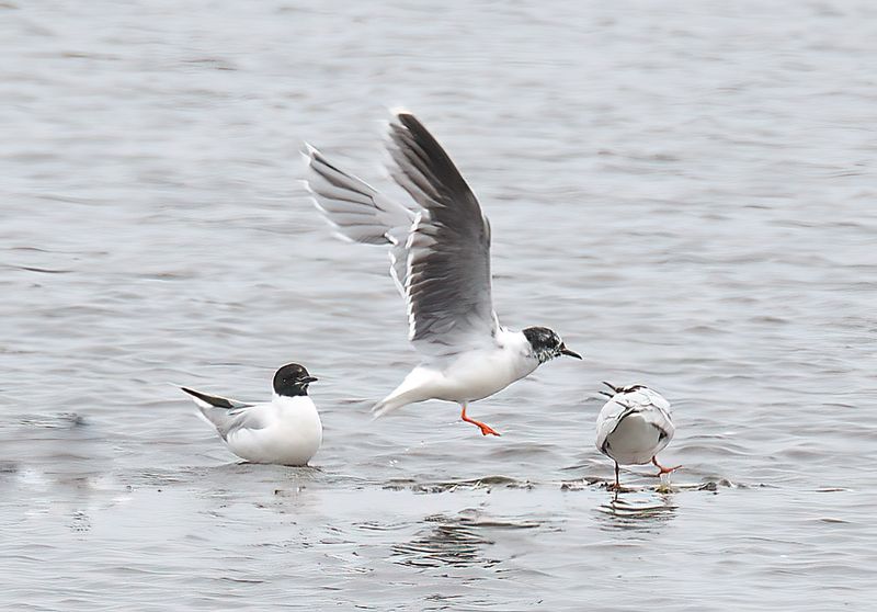 Little Gull
