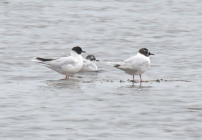 Little Gull