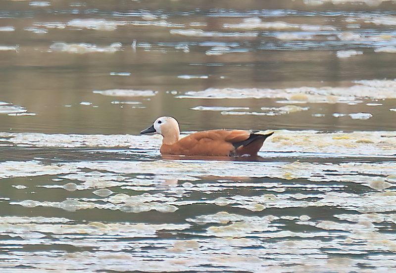 Ruddy Shelduck