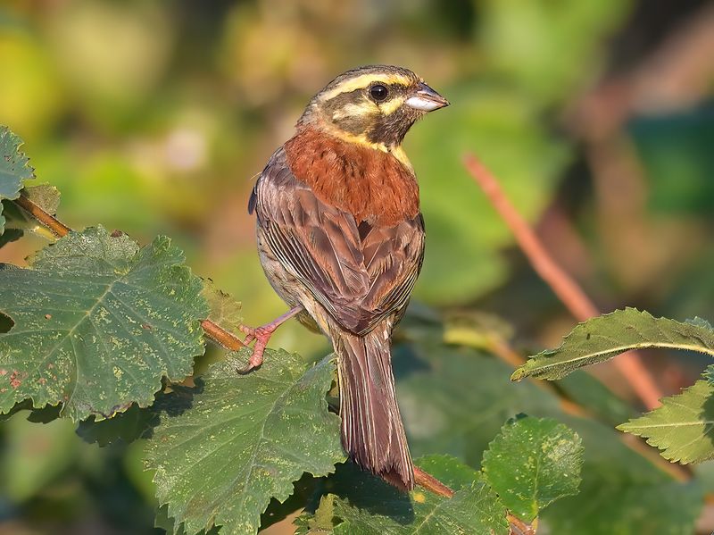 Cirl Bunting
