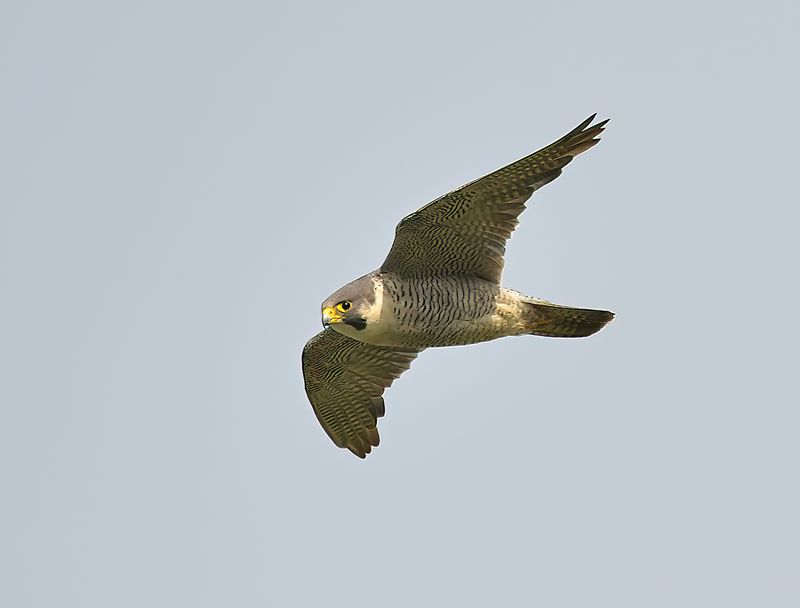 Peregrine Falcon