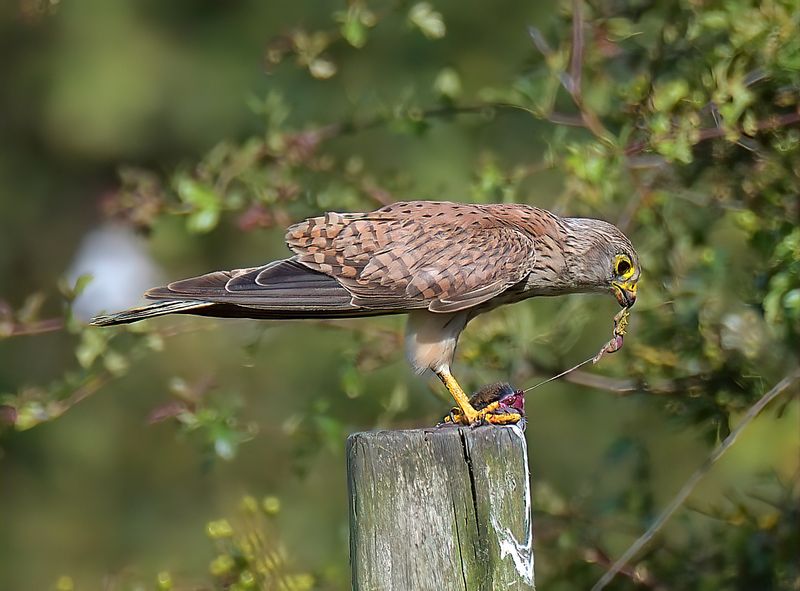 Kestrel