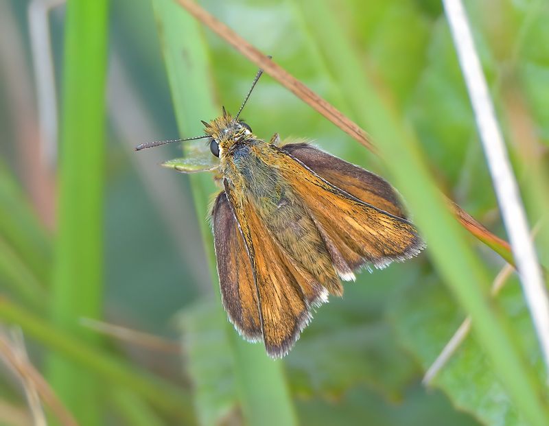 Lulworth Skipper