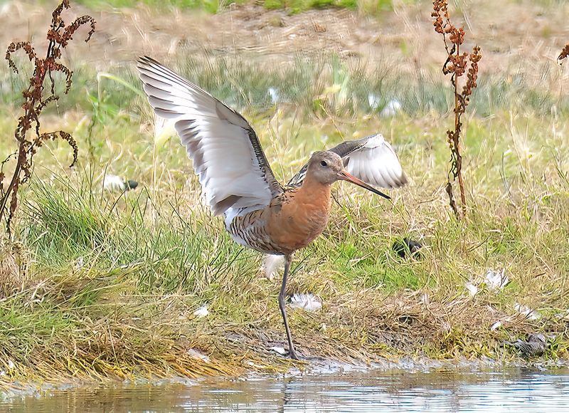 Black-tailed Godwit
