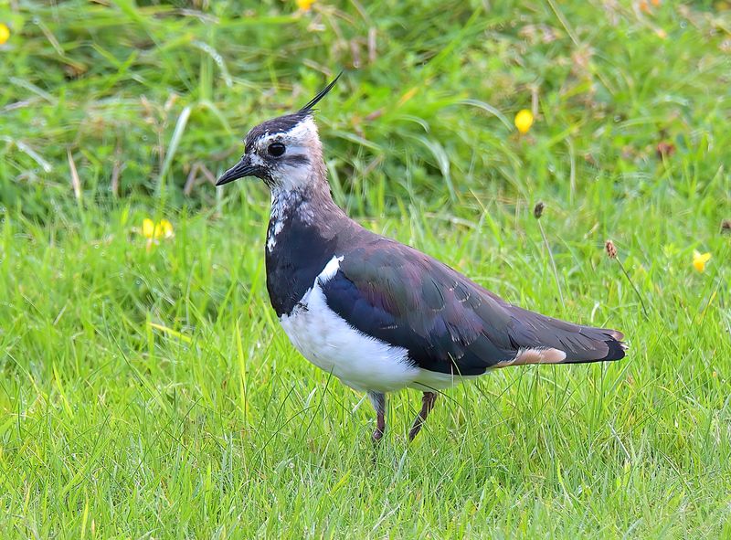 Lapwing