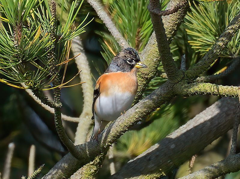 Brambling