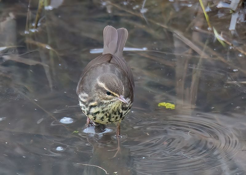 Northern Waterthrush