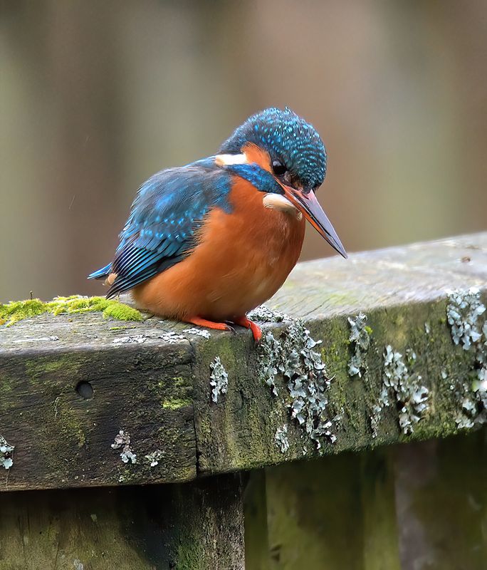 Kingfisher