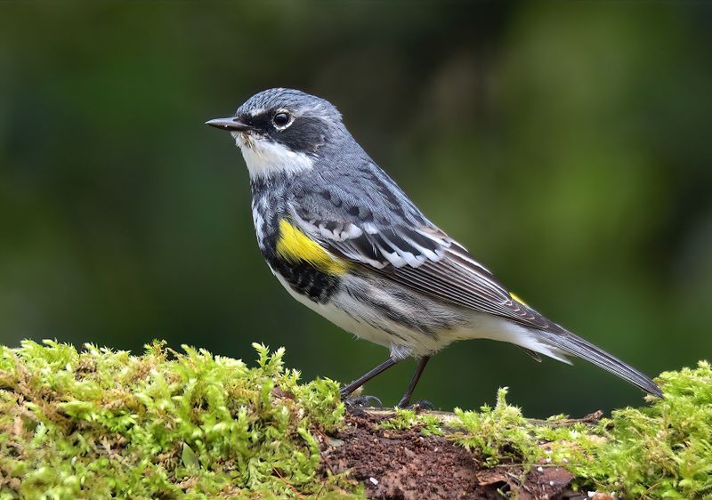 Myrtle Warbler