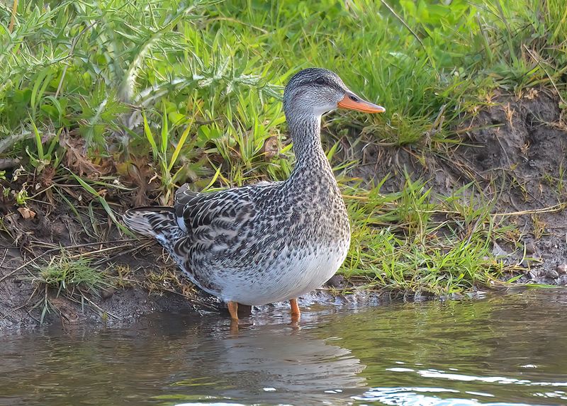 Gadwall