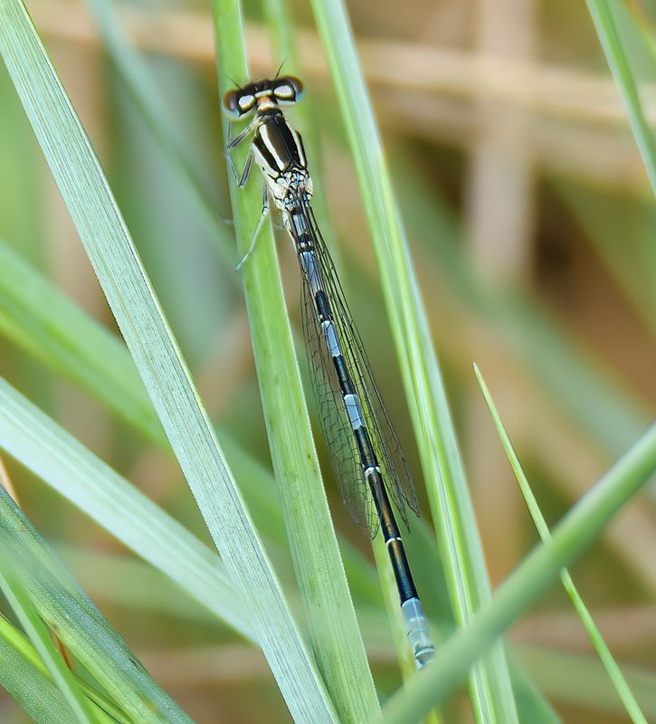 Dainty Damselfly