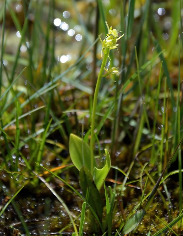 Fen Orchid