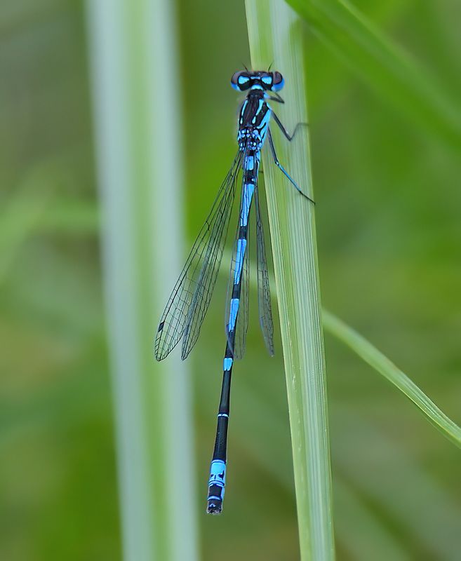 Variable Damselfly