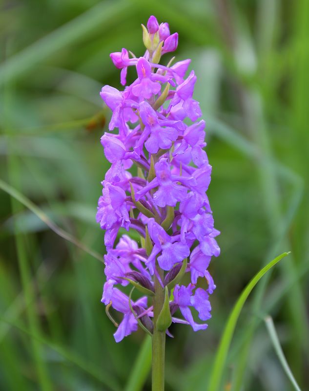 Marsh Fragrant