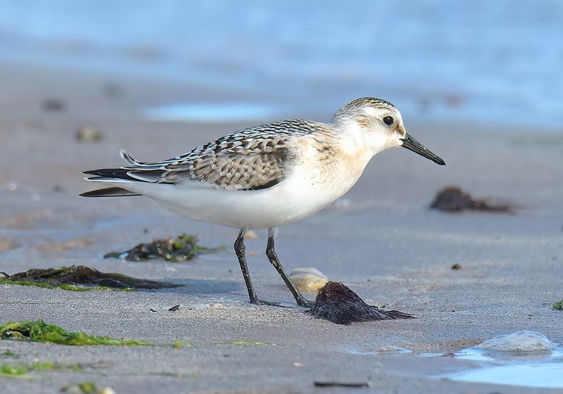 Sanderling