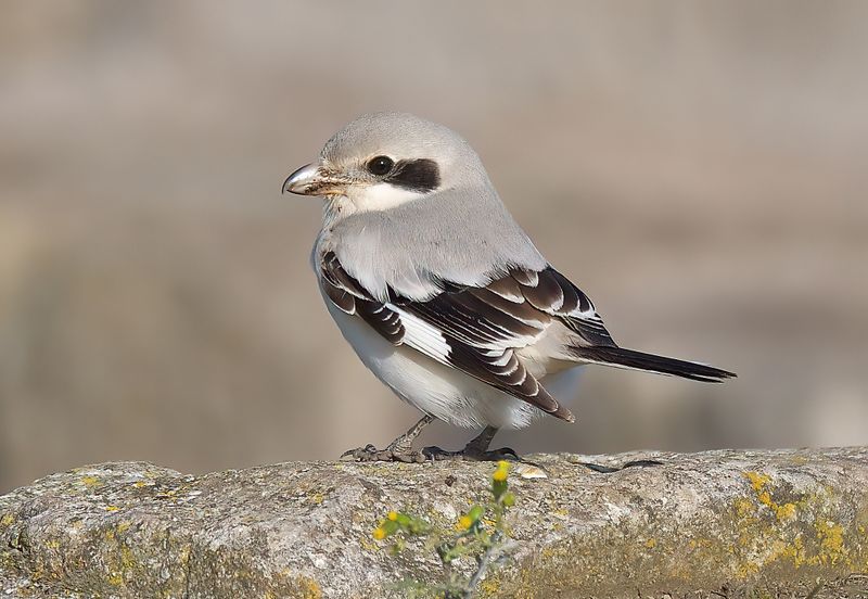 Steppe Grey Shrike