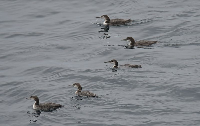 Great-Northern Diver