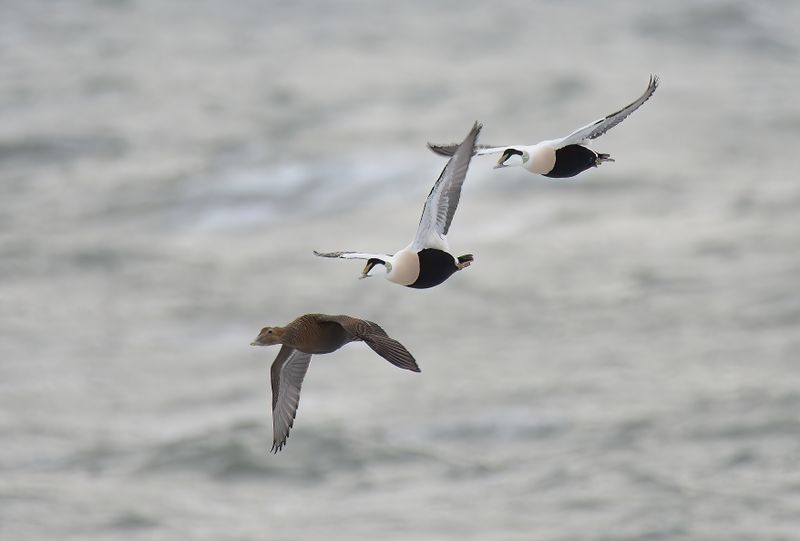 Eider Duck