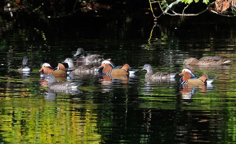 Mandarin